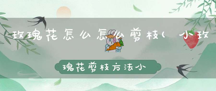 玫瑰花怎么怎么剪枝(小玫瑰花剪枝方法小玫瑰花怎么剪枝)