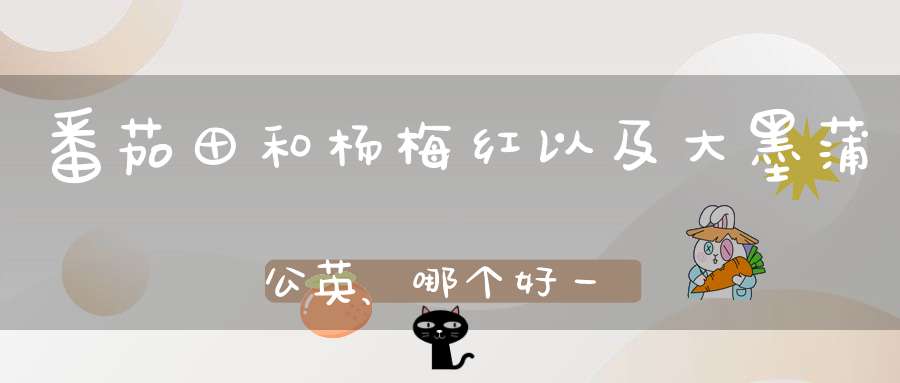 番茄田和杨梅红以及大墨蒲公英、哪个好一些