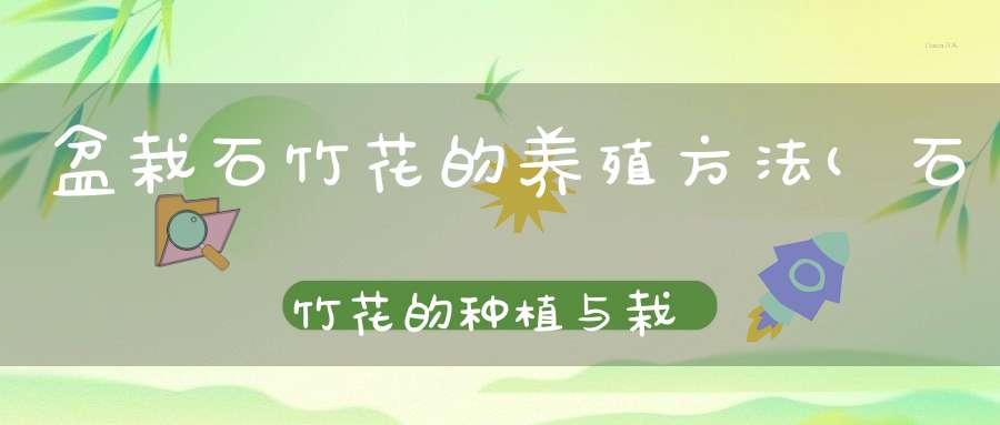 盆栽石竹花的养殖方法(石竹花的种植与栽培)