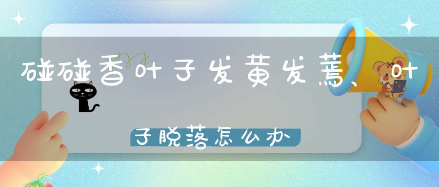 碰碰香叶子发黄发蔫、叶子脱落怎么办