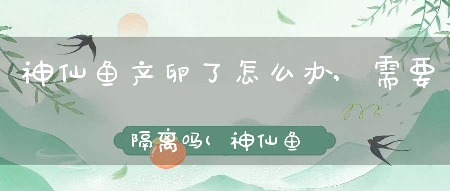 神仙鱼产卵了怎么办,需要隔离吗(神仙鱼（燕儿鱼）产卵了怎么办)