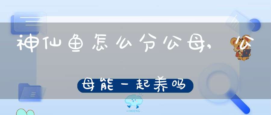 神仙鱼怎么分公母,公母能一起养吗