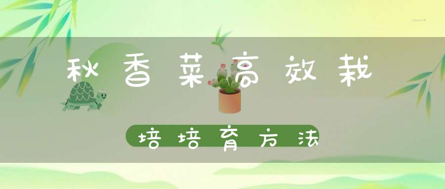 秋香菜高效栽培培育方法