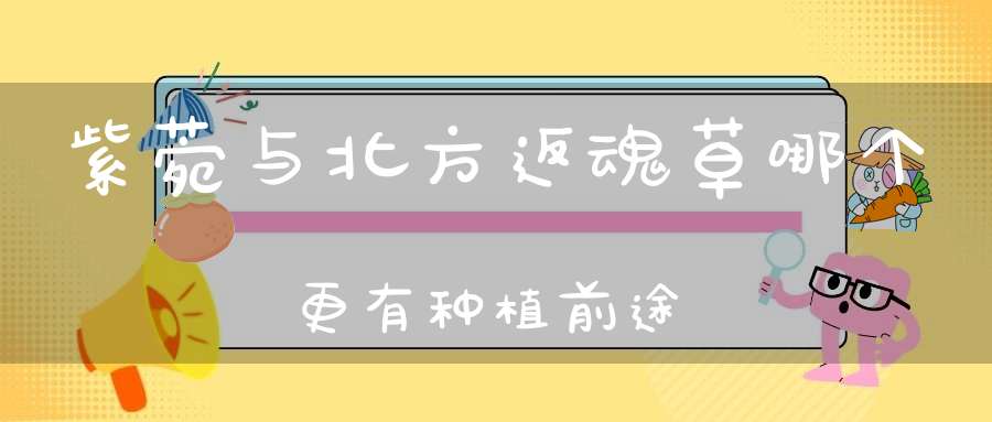 紫菀与北方返魂草哪个更有种植前途