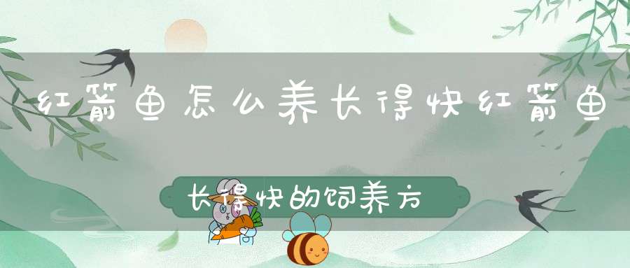 红箭鱼怎么养长得快红箭鱼长得快的饲养方法