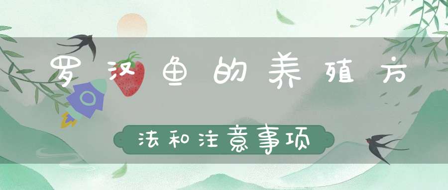 罗汉鱼的养殖方法和注意事项