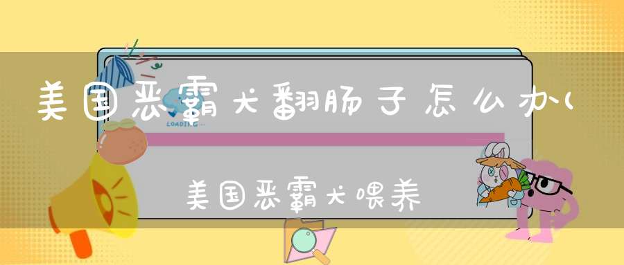 美国恶霸犬翻肠子怎么办(美国恶霸犬喂养方法注意事项)