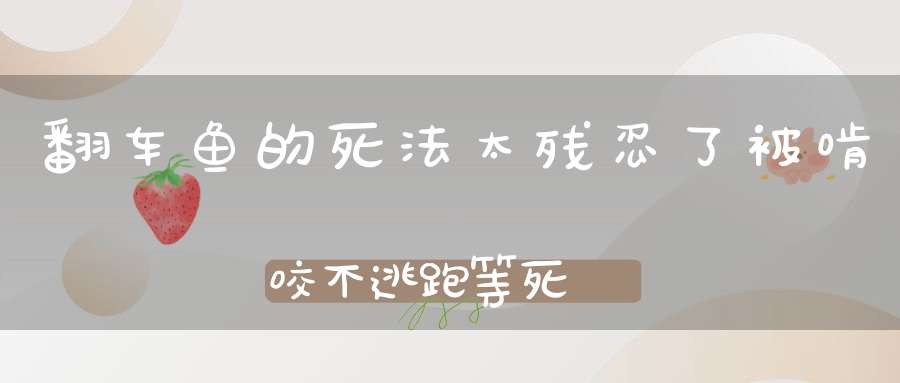 翻车鱼的死法太残忍了被啃咬不逃跑等死