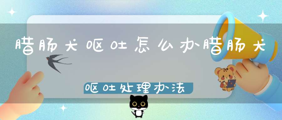 腊肠犬呕吐怎么办腊肠犬呕吐处理办法