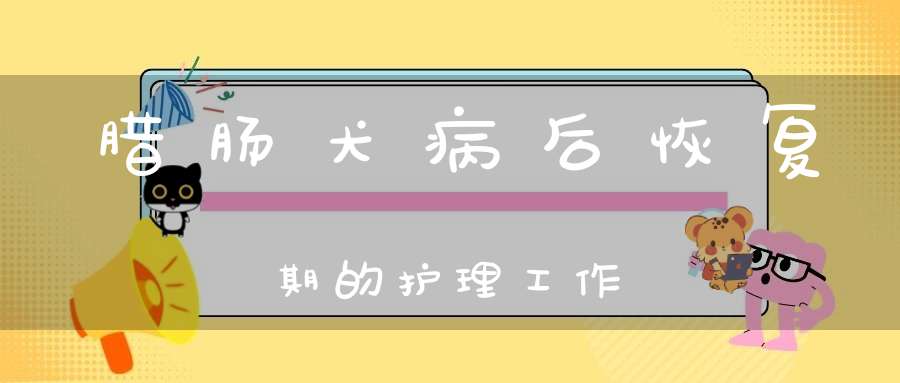 腊肠犬病后恢复期的护理工作