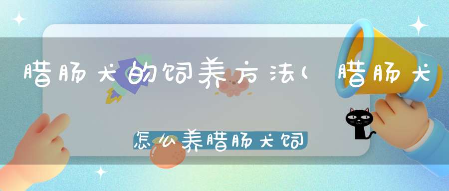 腊肠犬的饲养方法(腊肠犬怎么养腊肠犬饲养方法及注意事项有哪些)