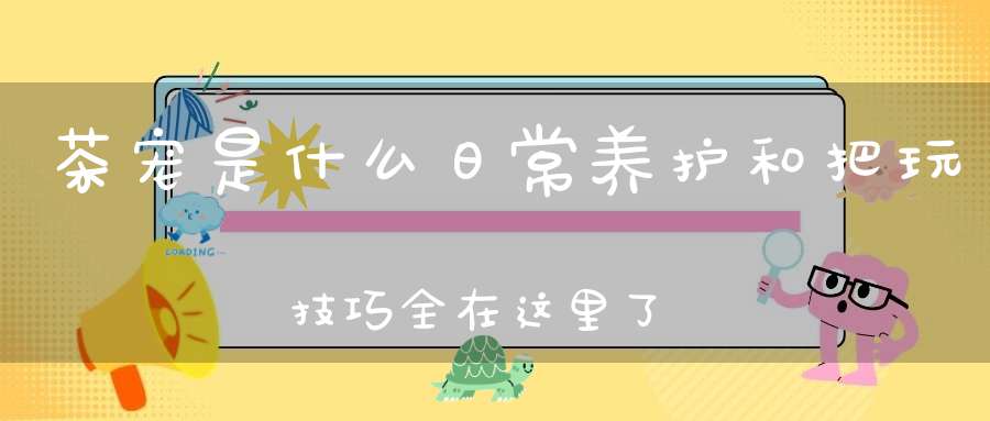 茶宠是什么日常养护和把玩技巧全在这里了