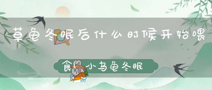 草龟冬眠后什么时候开始喂食(小乌龟冬眠之后一般几月份后开始进食)