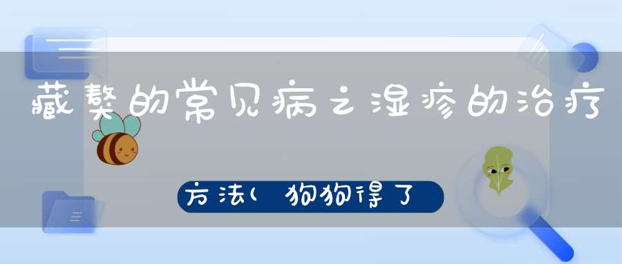 藏獒的常见病之湿疹的治疗方法(狗狗得了湿疹的症状与治疗方法)