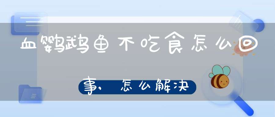 血鹦鹉鱼不吃食怎么回事,怎么解决