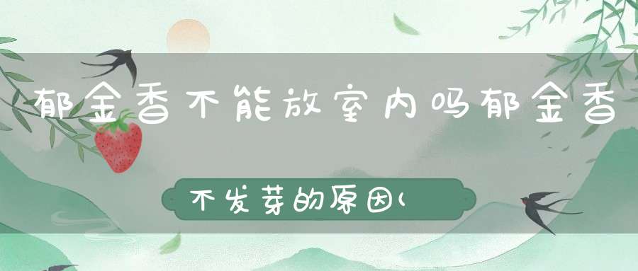 郁金香不能放室内吗郁金香不发芽的原因(郁金香能在室内养吗)