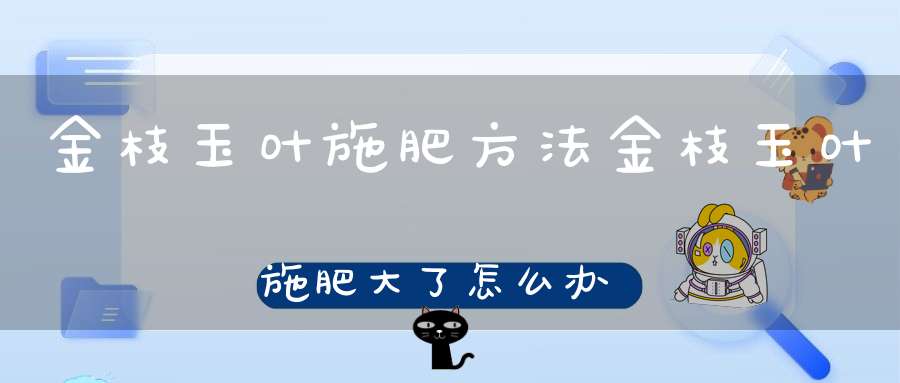 金枝玉叶施肥方法金枝玉叶施肥大了怎么办