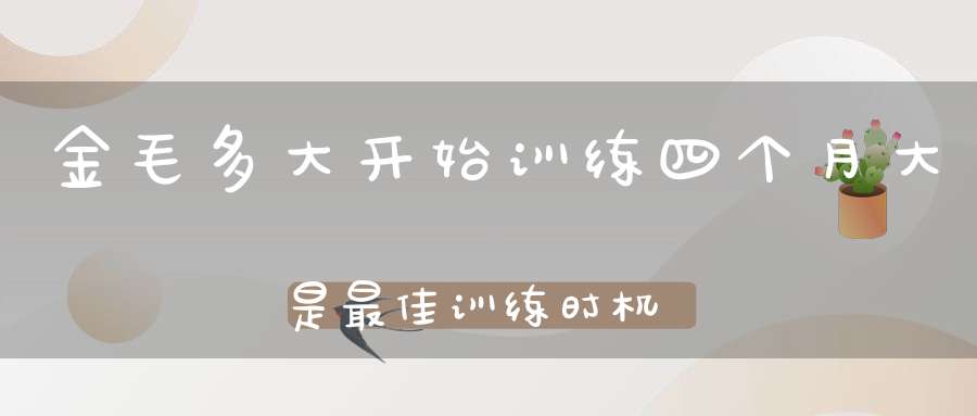 金毛多大开始训练四个月大是最佳训练时机