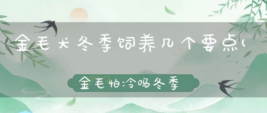 金毛犬冬季饲养几个要点(金毛怕冷吗冬季如何护理金毛犬)