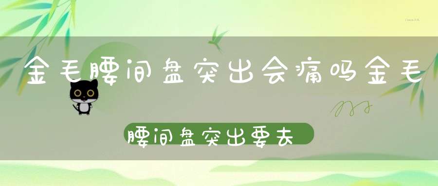 金毛腰间盘突出会痛吗金毛腰间盘突出要去医院吗