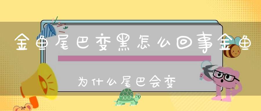 金鱼尾巴变黑怎么回事金鱼为什么尾巴会变黑