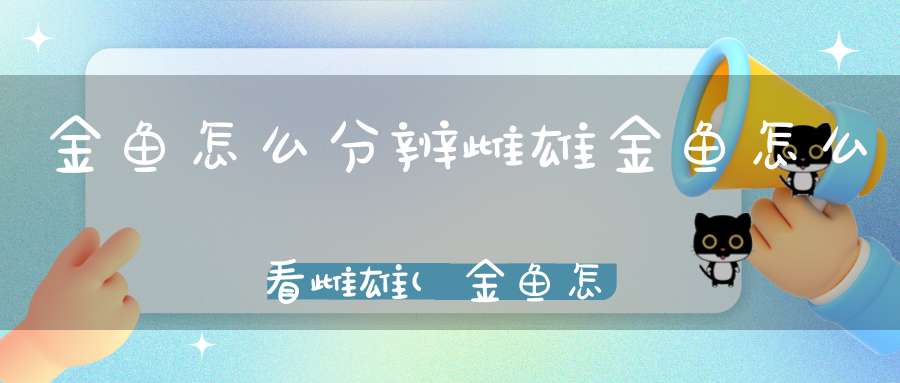 金鱼怎么分辨雌雄金鱼怎么看雌雄(金鱼怎么分公母)