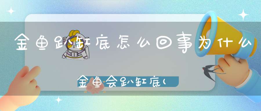 金鱼趴缸底怎么回事为什么金鱼会趴缸底(新买的金鱼趴缸怎么回事)