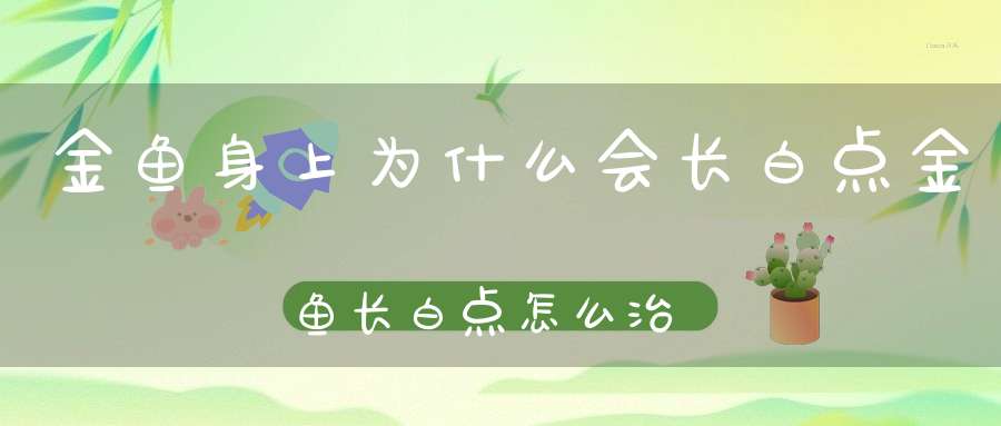 金鱼身上为什么会长白点金鱼长白点怎么治