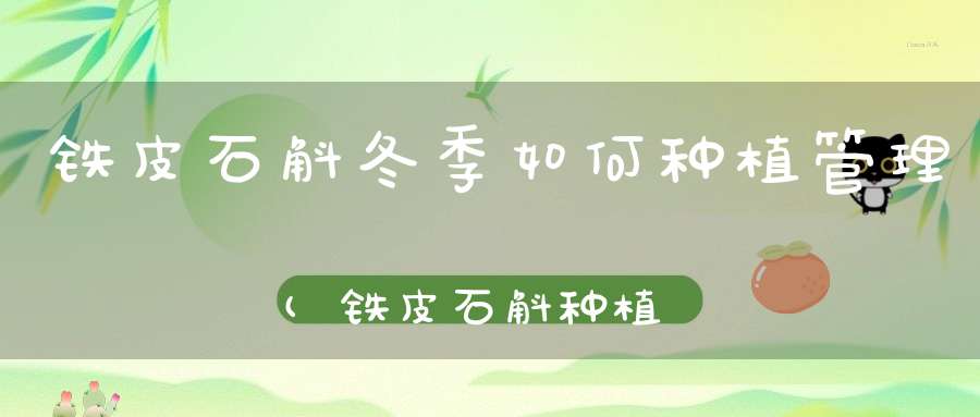 铁皮石斛冬季如何种植管理(铁皮石斛种植方法铁皮石斛怎么养)