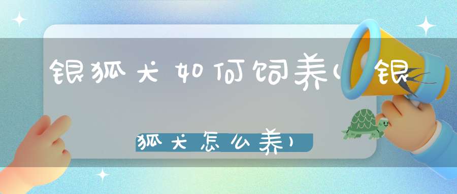 银狐犬如何饲养(银狐犬怎么养)