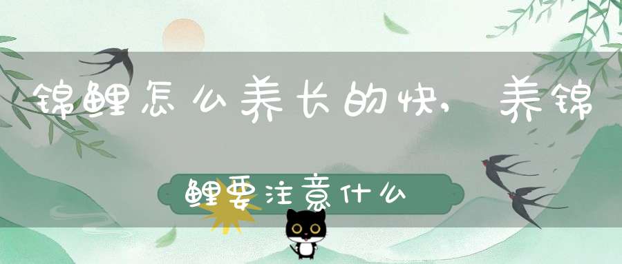 锦鲤怎么养长的快,养锦鲤要注意什么