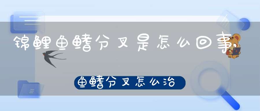 锦鲤鱼鳍分叉是怎么回事,鱼鳍分叉怎么治疗