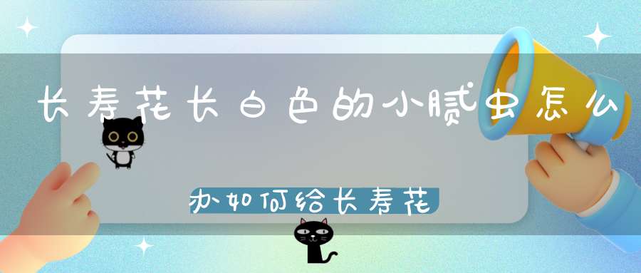 长寿花长白色的小腻虫怎么办如何给长寿花浇水(长寿花长虫子怎么办)