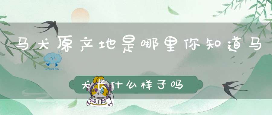 马犬原产地是哪里你知道马犬长什么样子吗