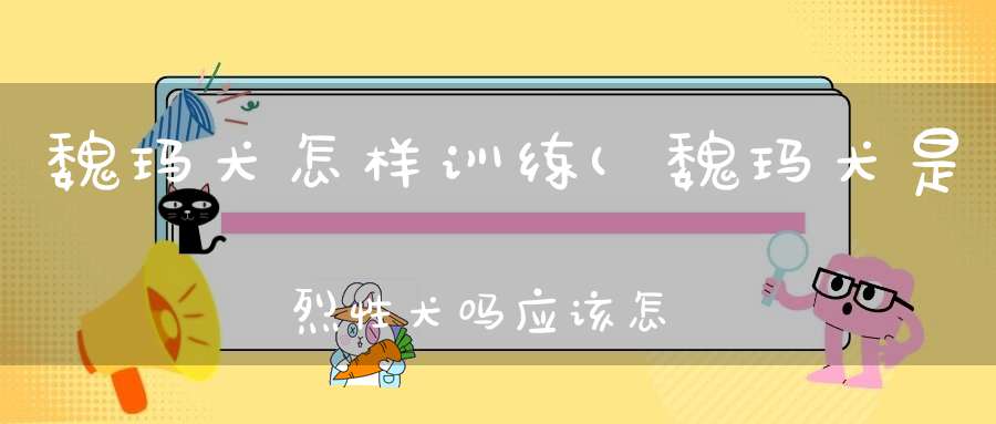 魏玛犬怎样训练(魏玛犬是烈性犬吗应该怎么训练它呢)