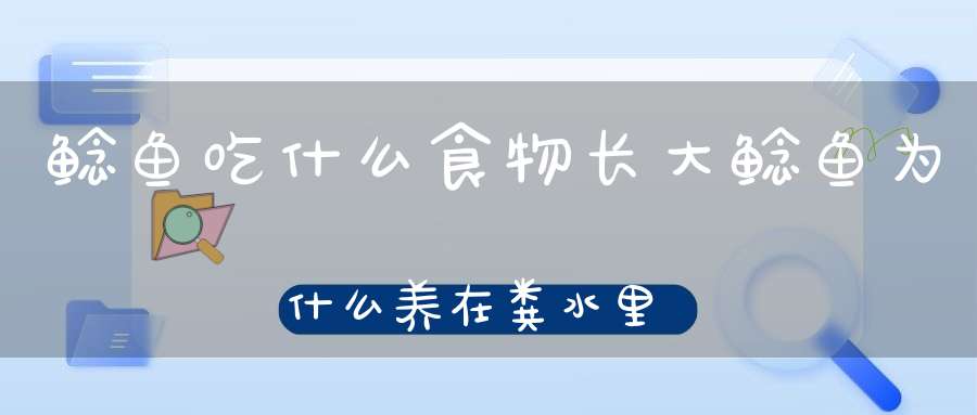 鲶鱼吃什么食物长大鲶鱼为什么养在粪水里