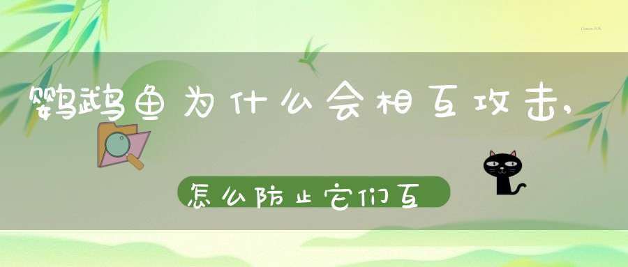 鹦鹉鱼为什么会相互攻击,怎么防止它们互相攻击