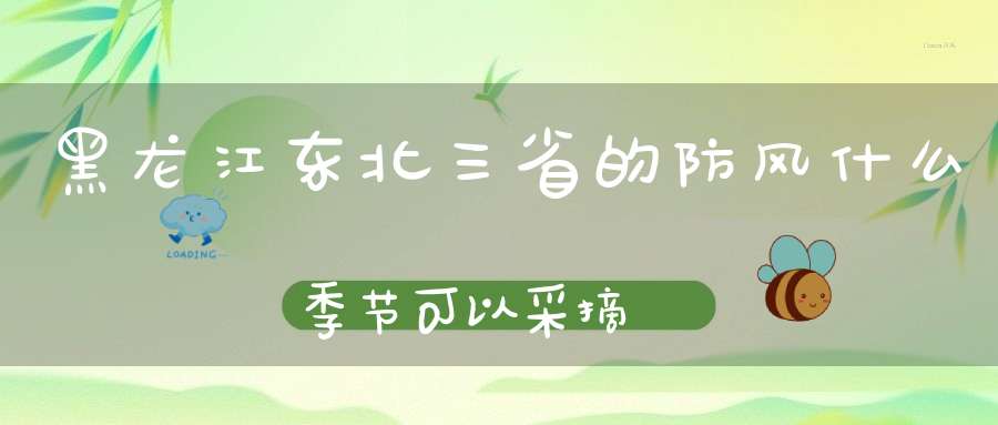 黑龙江东北三省的防风什么季节可以采摘